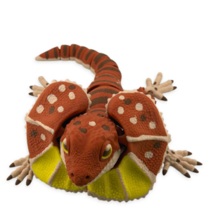 Egzotyczna jaszczurka z kołnierzem - 30 cm.